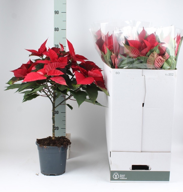 Euphor P Gran Italia 19Ø 70cm