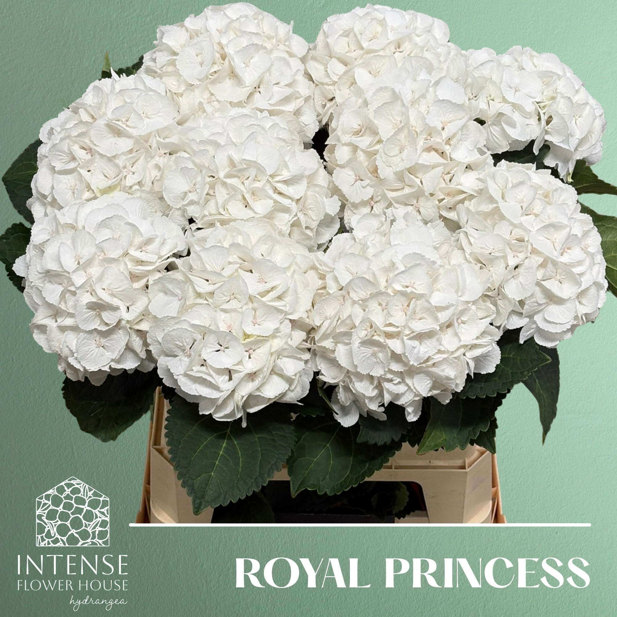Hydr M Royal Princes 80cm 19Ø