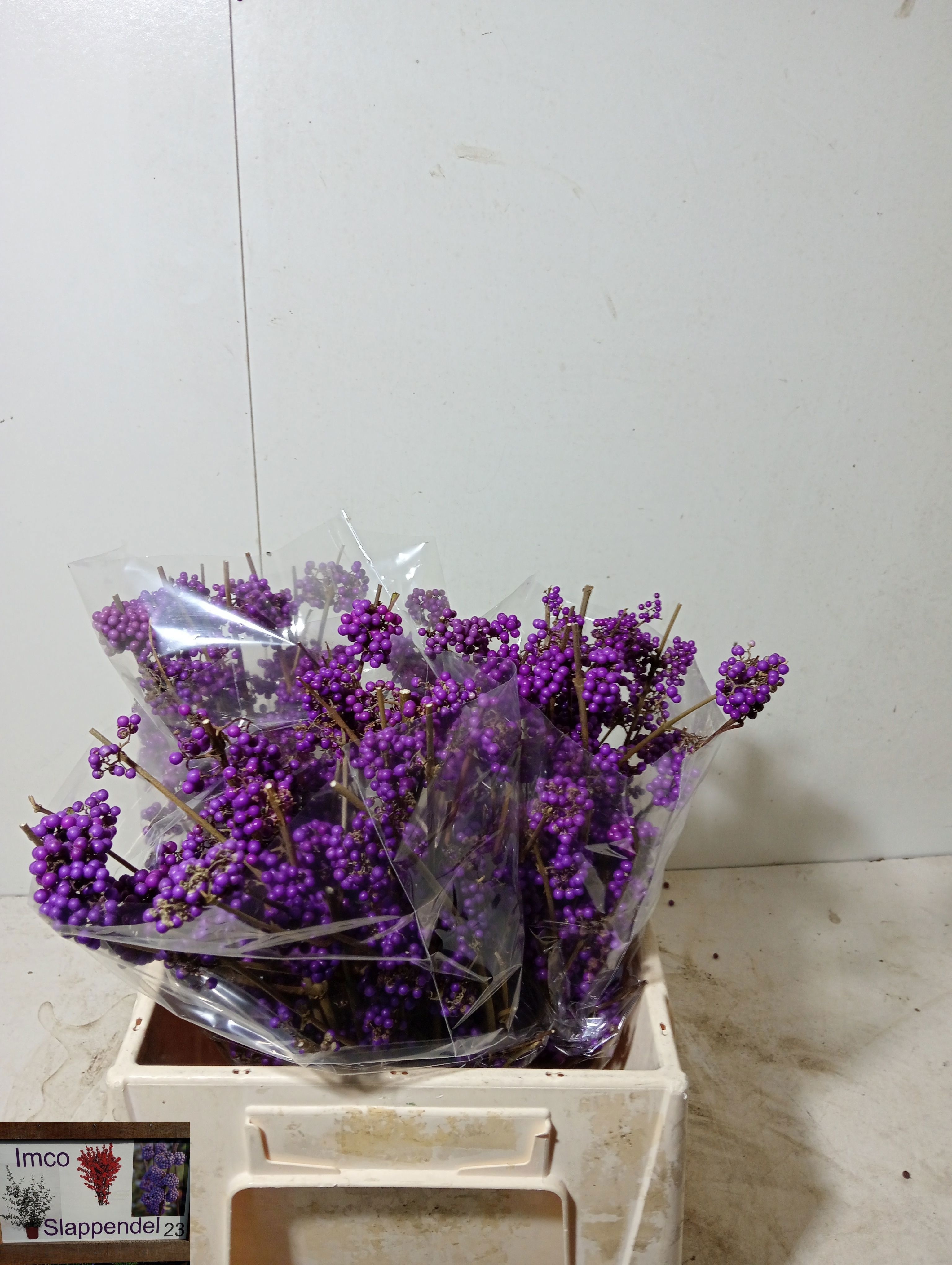 Callicarpa Bod Giraldi(imp) 40cm