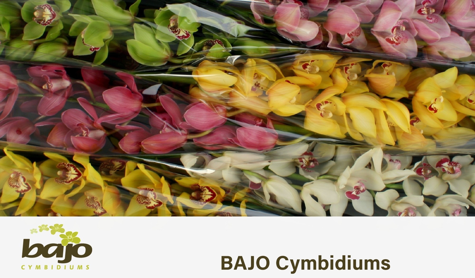 Cymbidium Asst 13bl