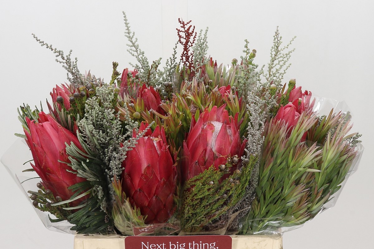 Protea Bouquet Per Bunch 40cm