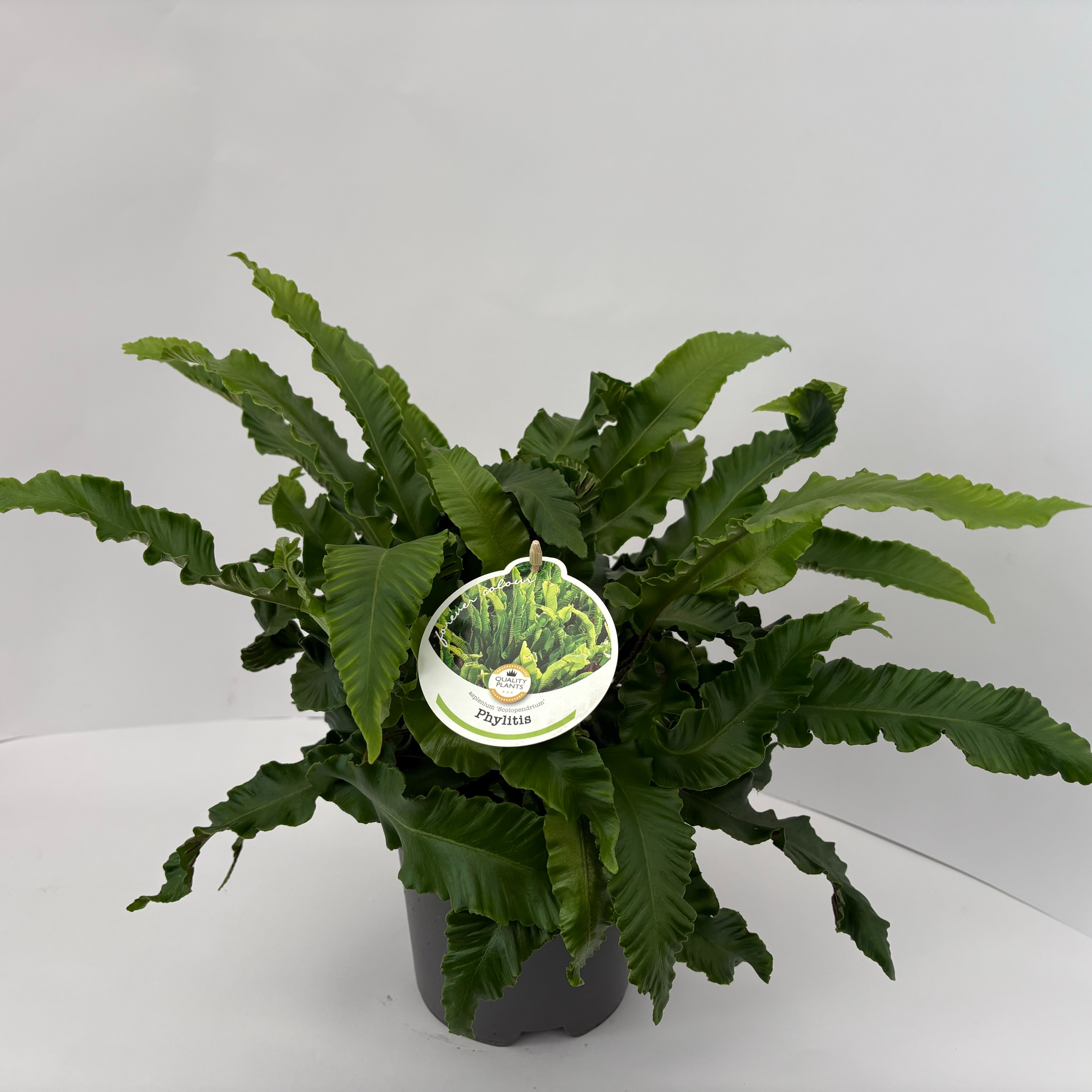 Picture of Asplenium scolopendrium P17 (2 Ltr)