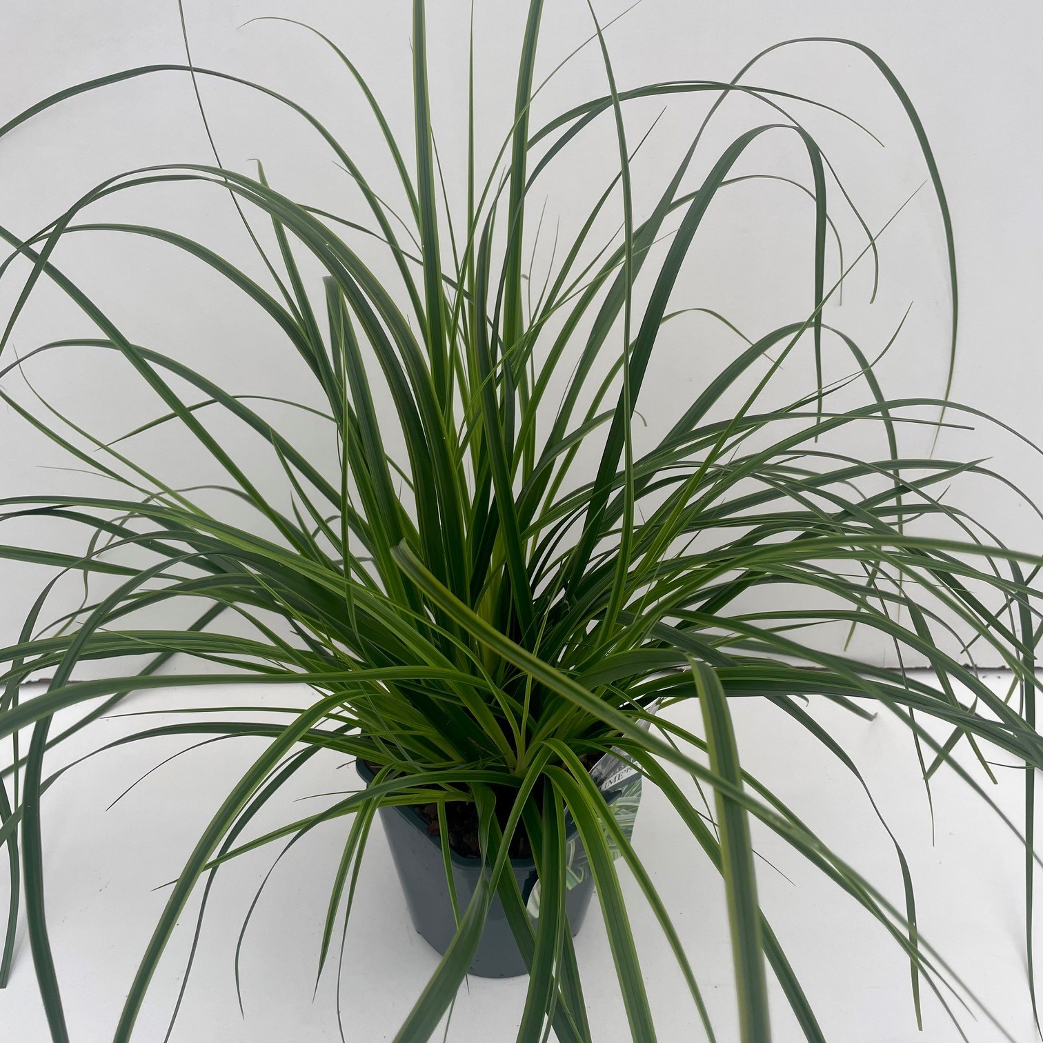 Picture of Carex Everlime P17 (2 Ltr) Square