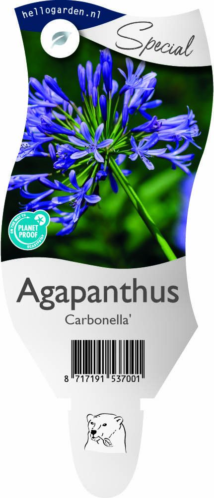 Agapanthus Carbonella ('Noagcar')