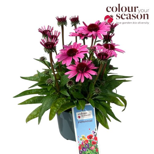 Echinacea Courage P19 Roest