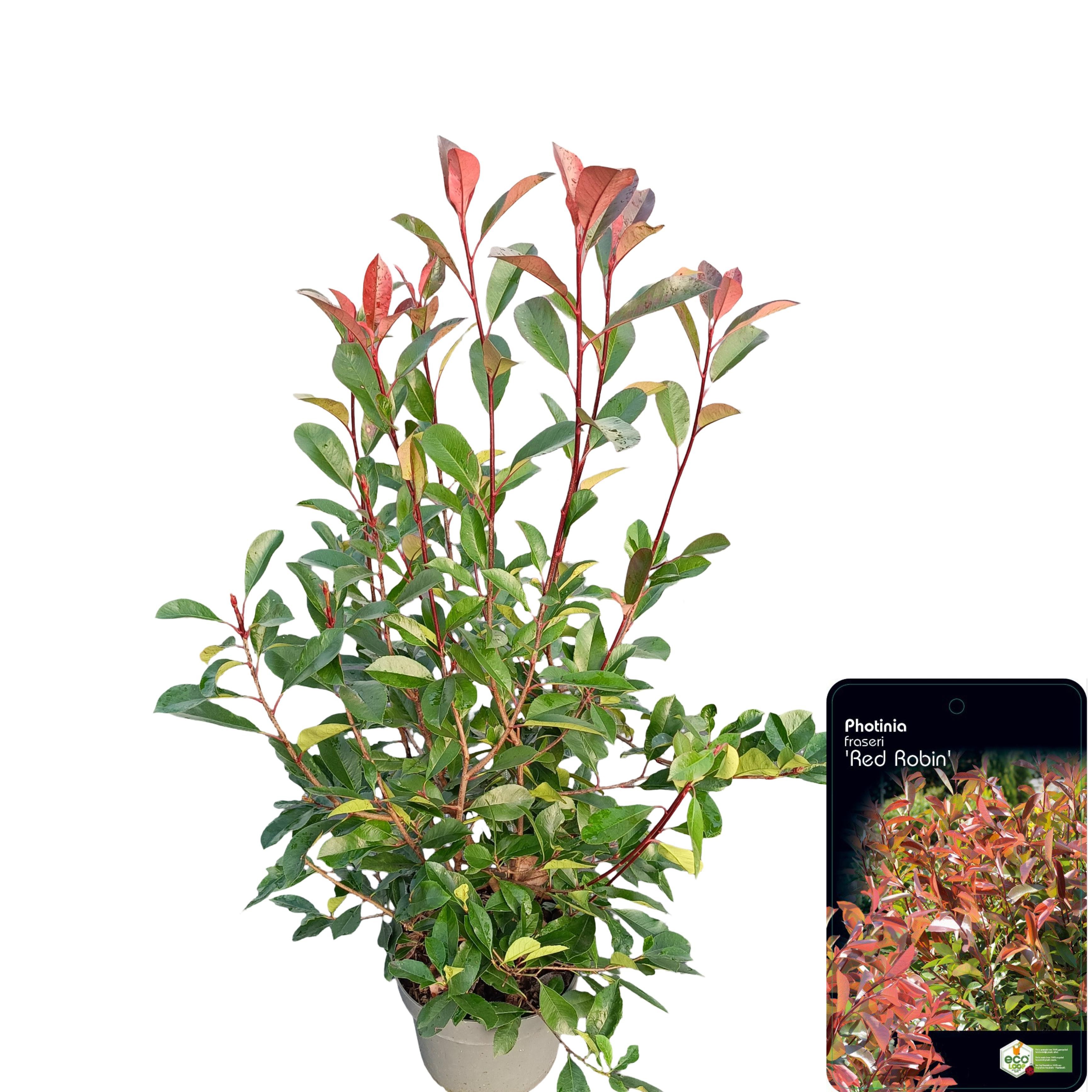Picture of Photinia fraseri 'Red Robin' C10