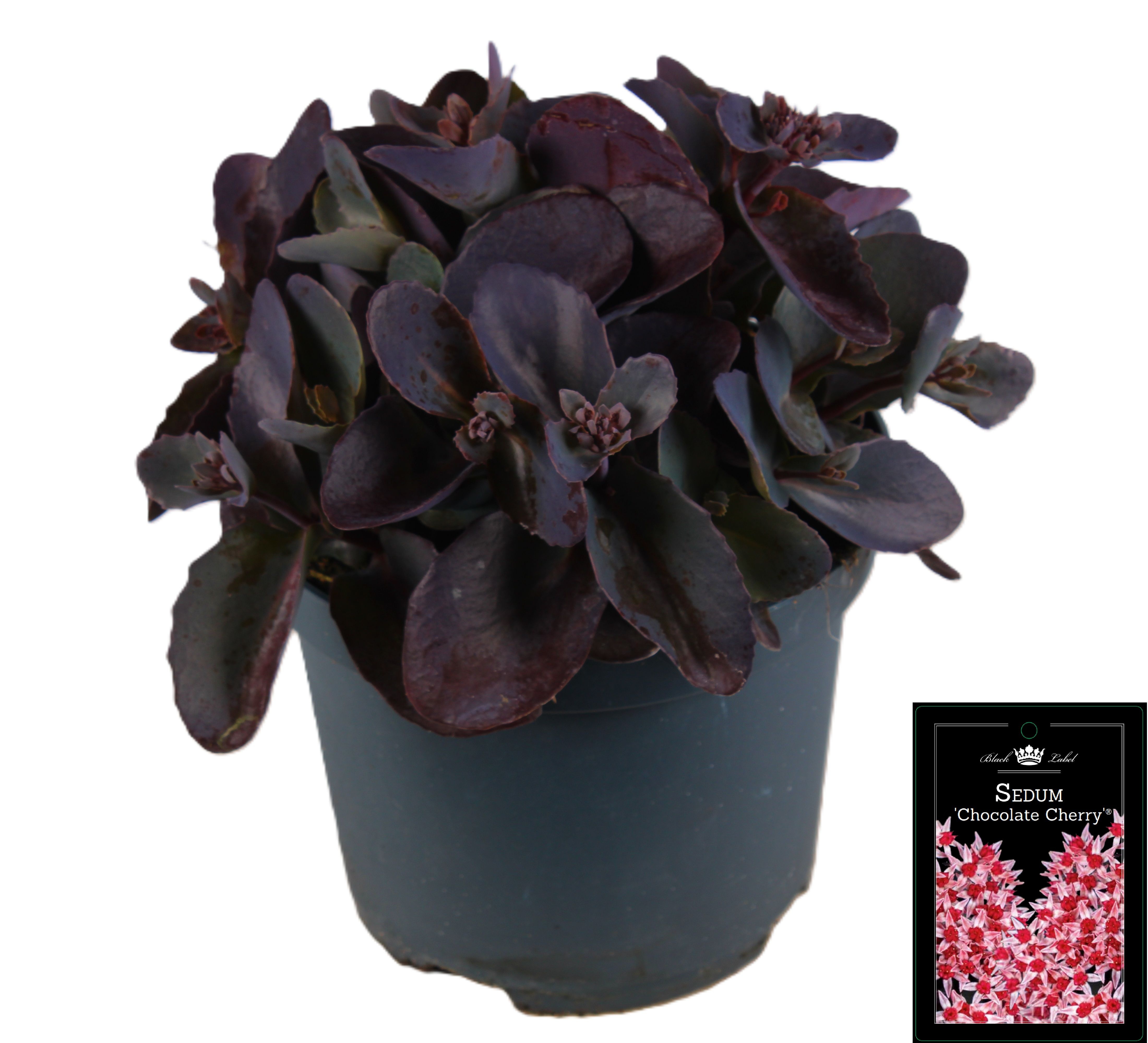 Picture of Sedum Chocolate Cherry