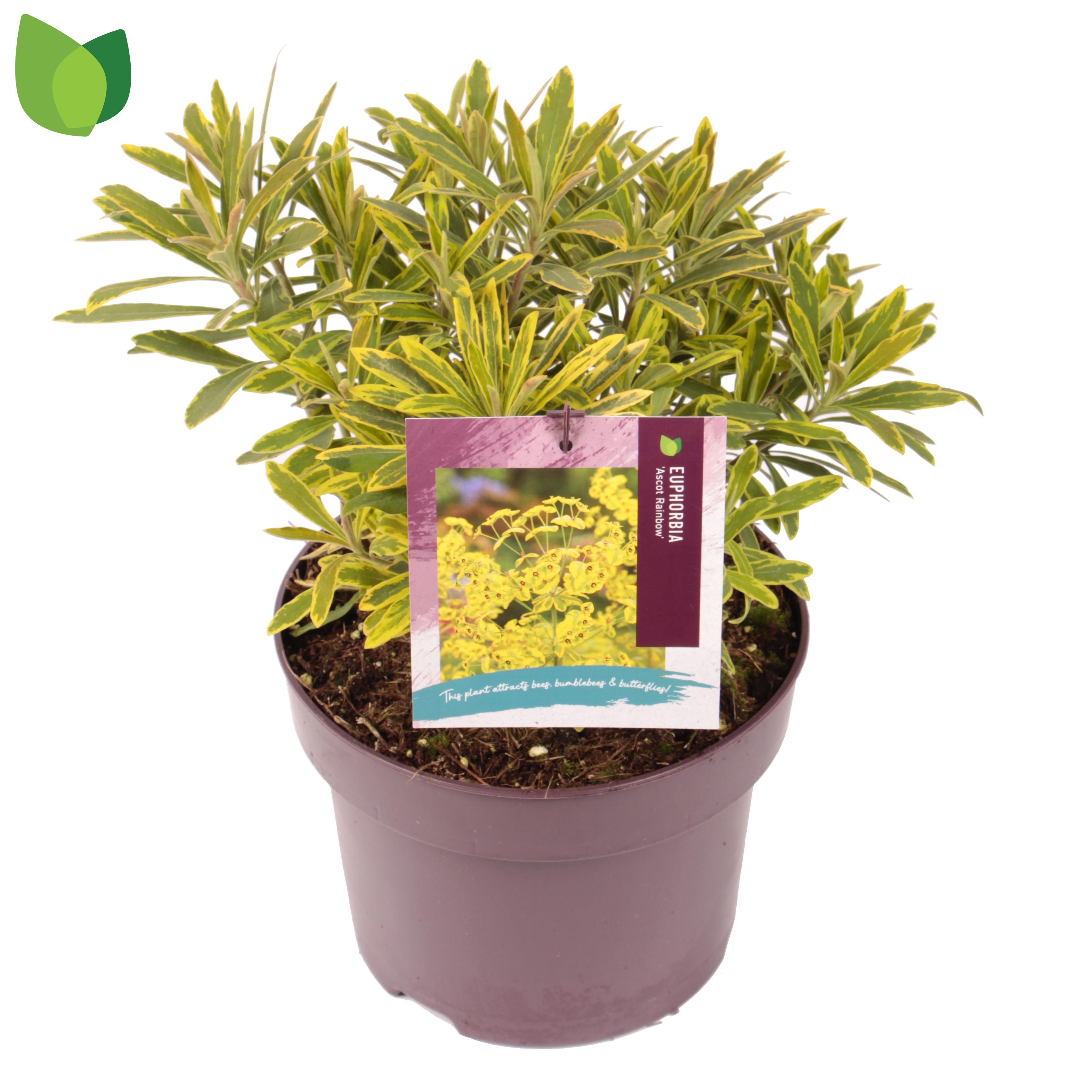 Euphorbia 'Ascot Rainbow'