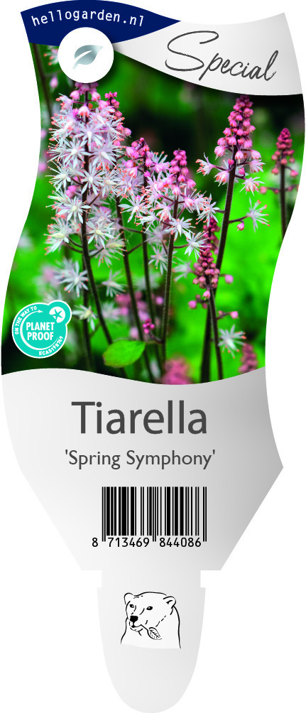 Tiarella 'Spring Symphony'