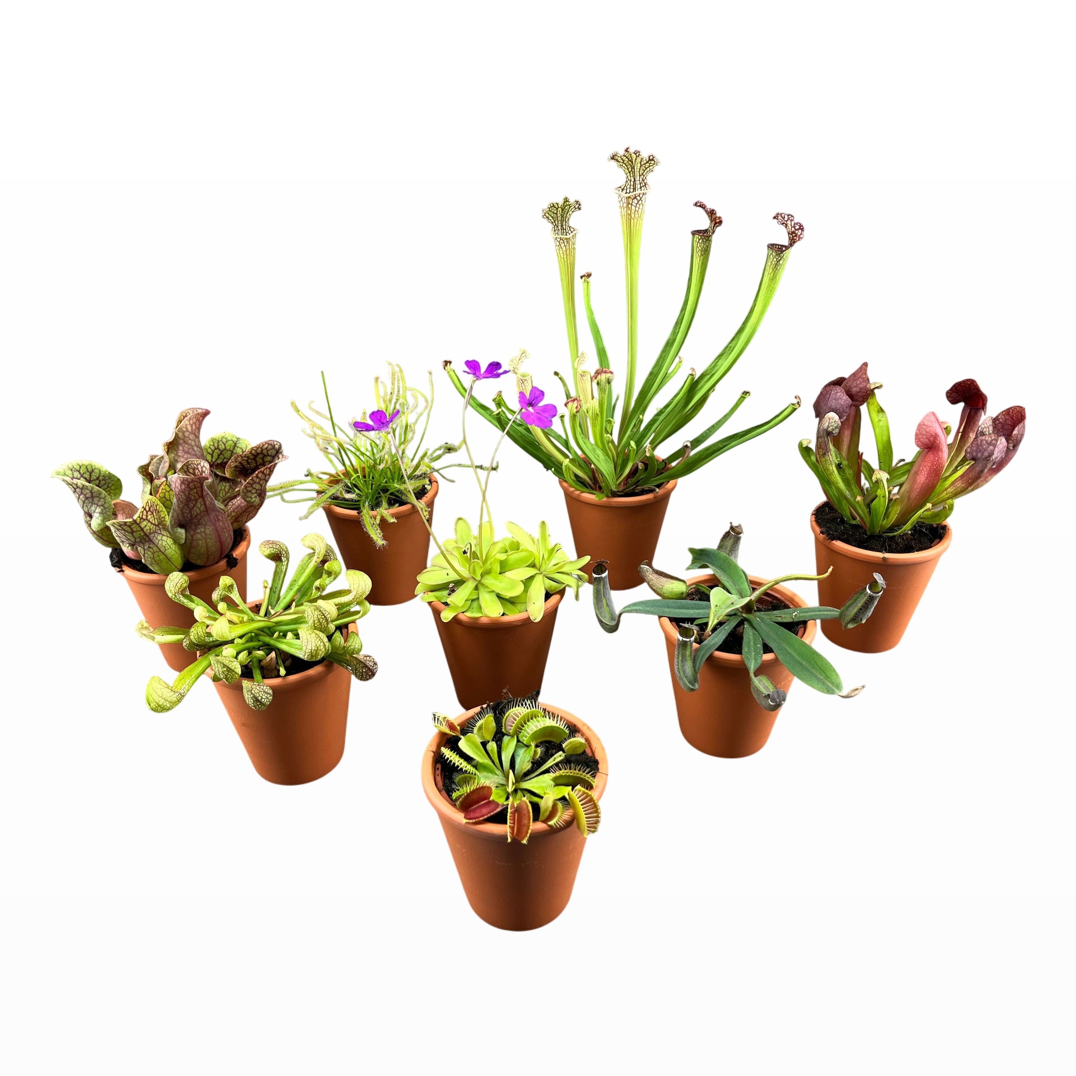 Vleesetende Planten 9P 15H