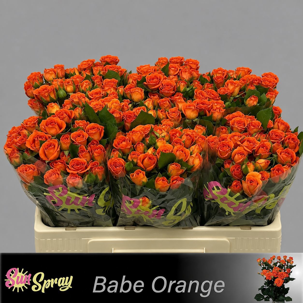 Rosa Spr Babe 50cm
