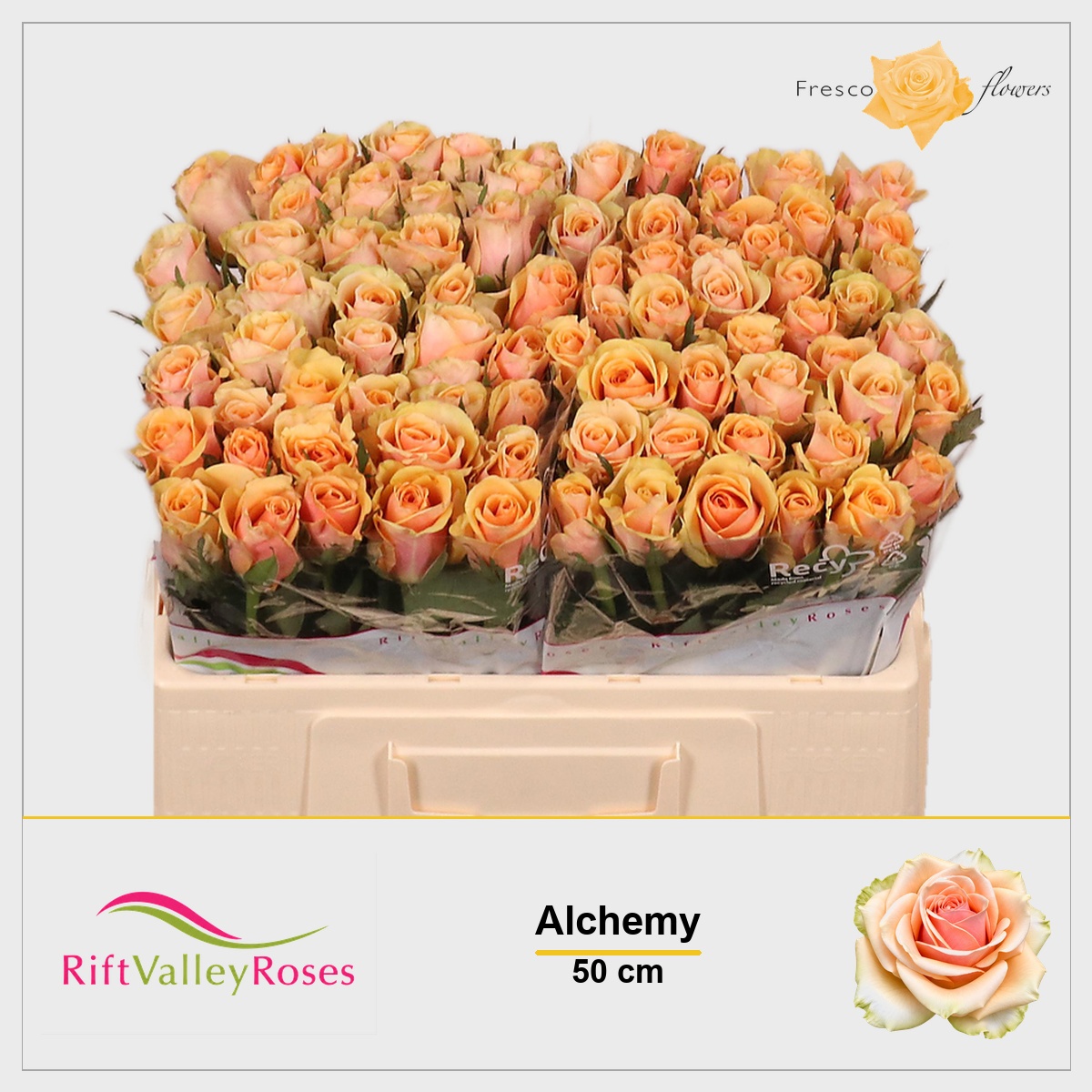 Rosa Alchemy 50cm