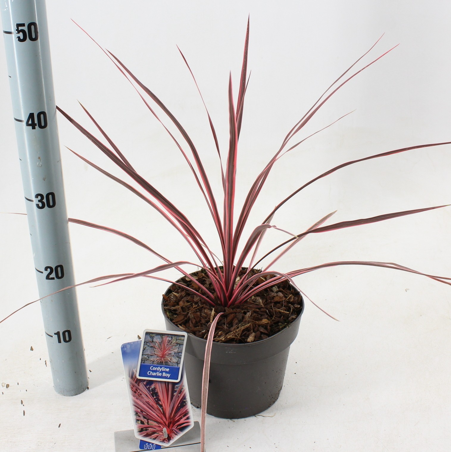 Picture of Cordyline australis Charlie Boy ('RIC01'PBR) P19 40CM (LOOSE)