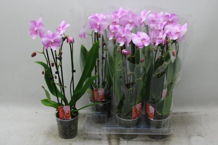 Phal El Cascade 12Ø 45cm