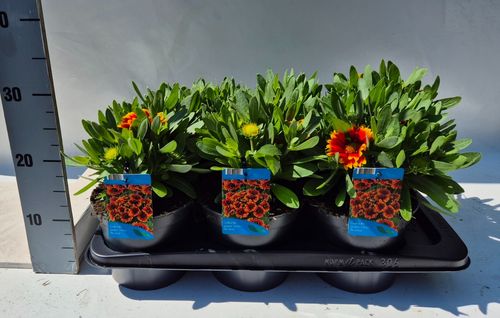 Gaillardia aristata Spintop Red star burst p17 Weet