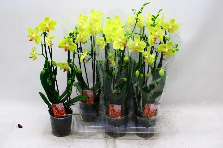 Phal El Cascade 12Ø 45cm