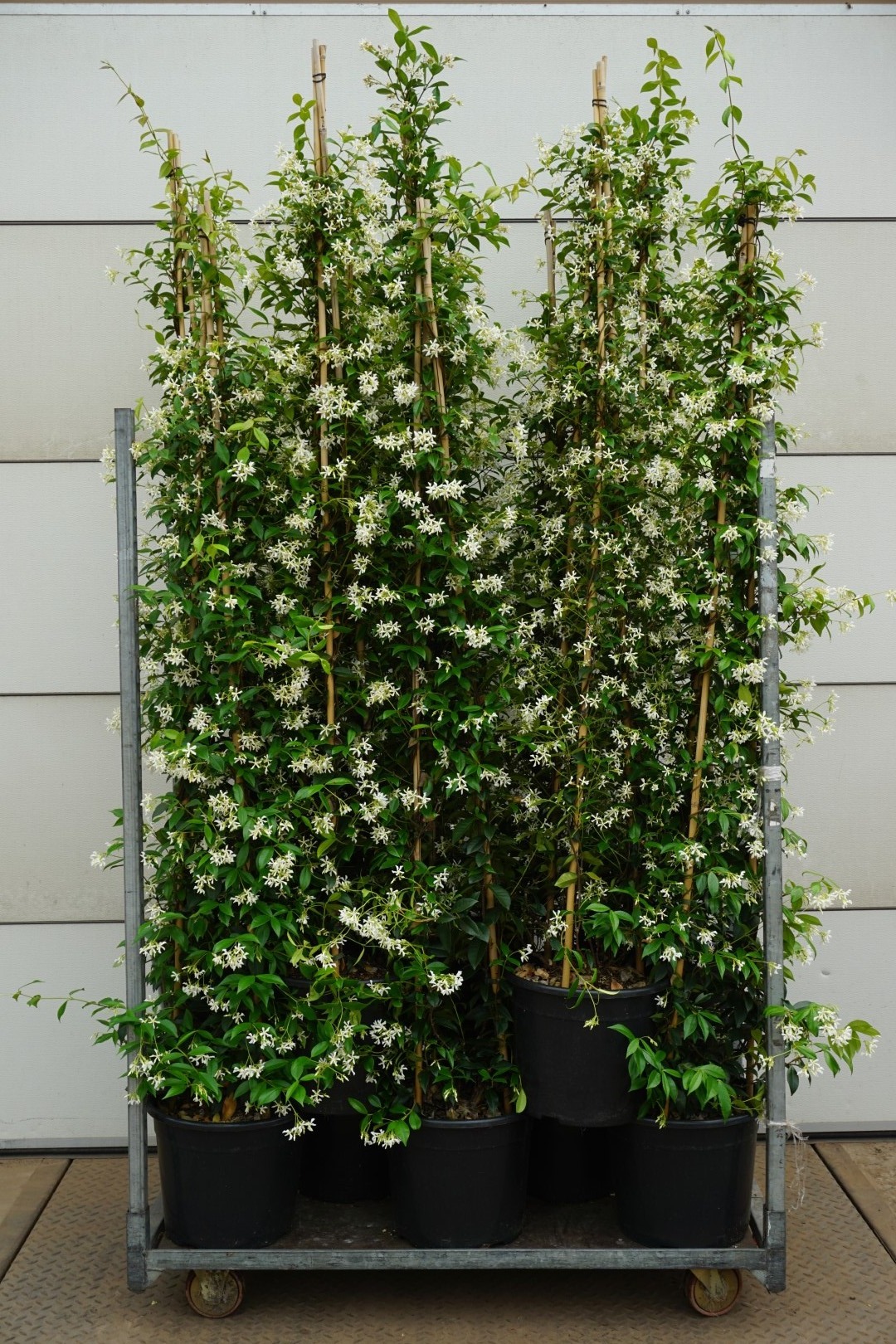 Picture of Trachelospermum jasminoides P36 (20 Ltr) 175-200CM (LOOSE)