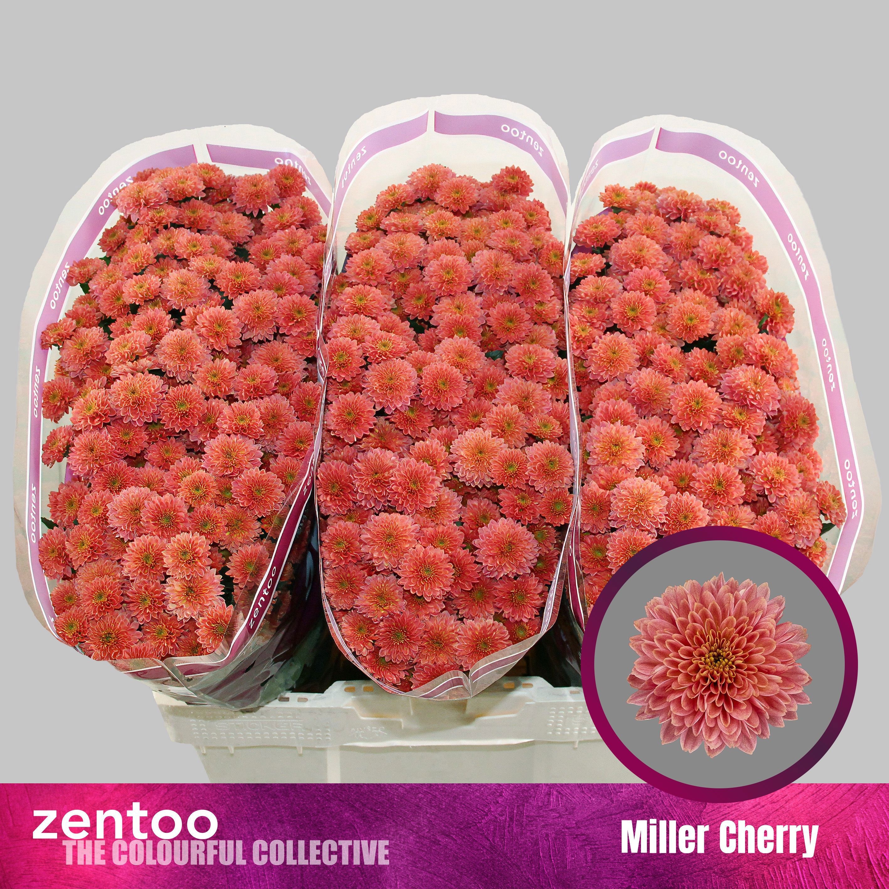 Chr S Miller Che Red 55cm 110Ø