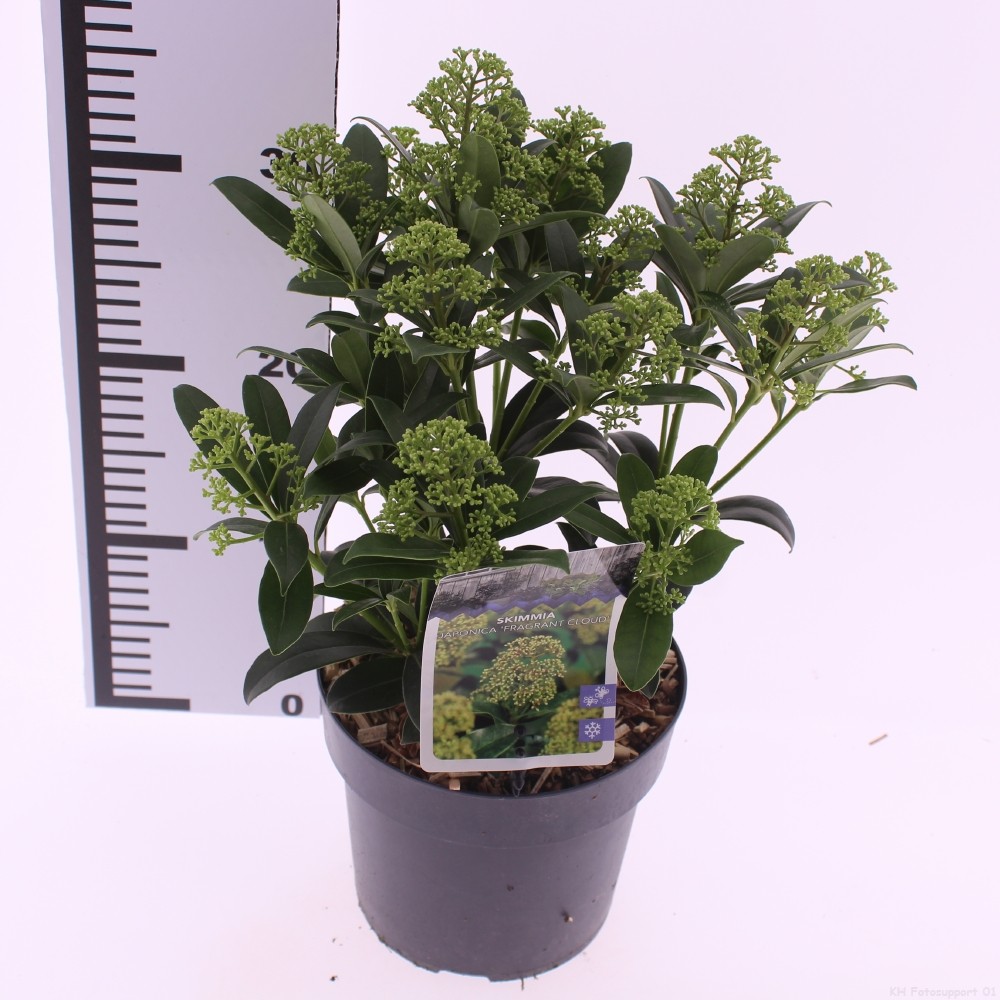 Picture of Skimmia jap. 'Fragrant Cloud'