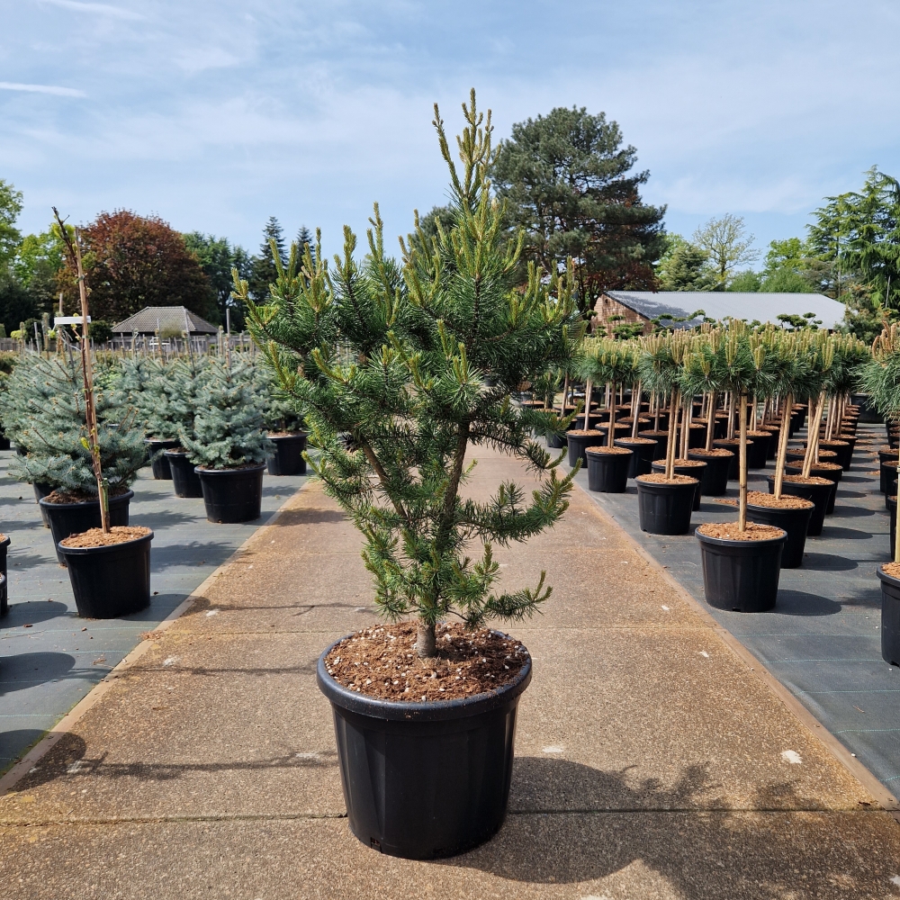 Picture of Pinus banksiana Kimmenholz C45 120/+