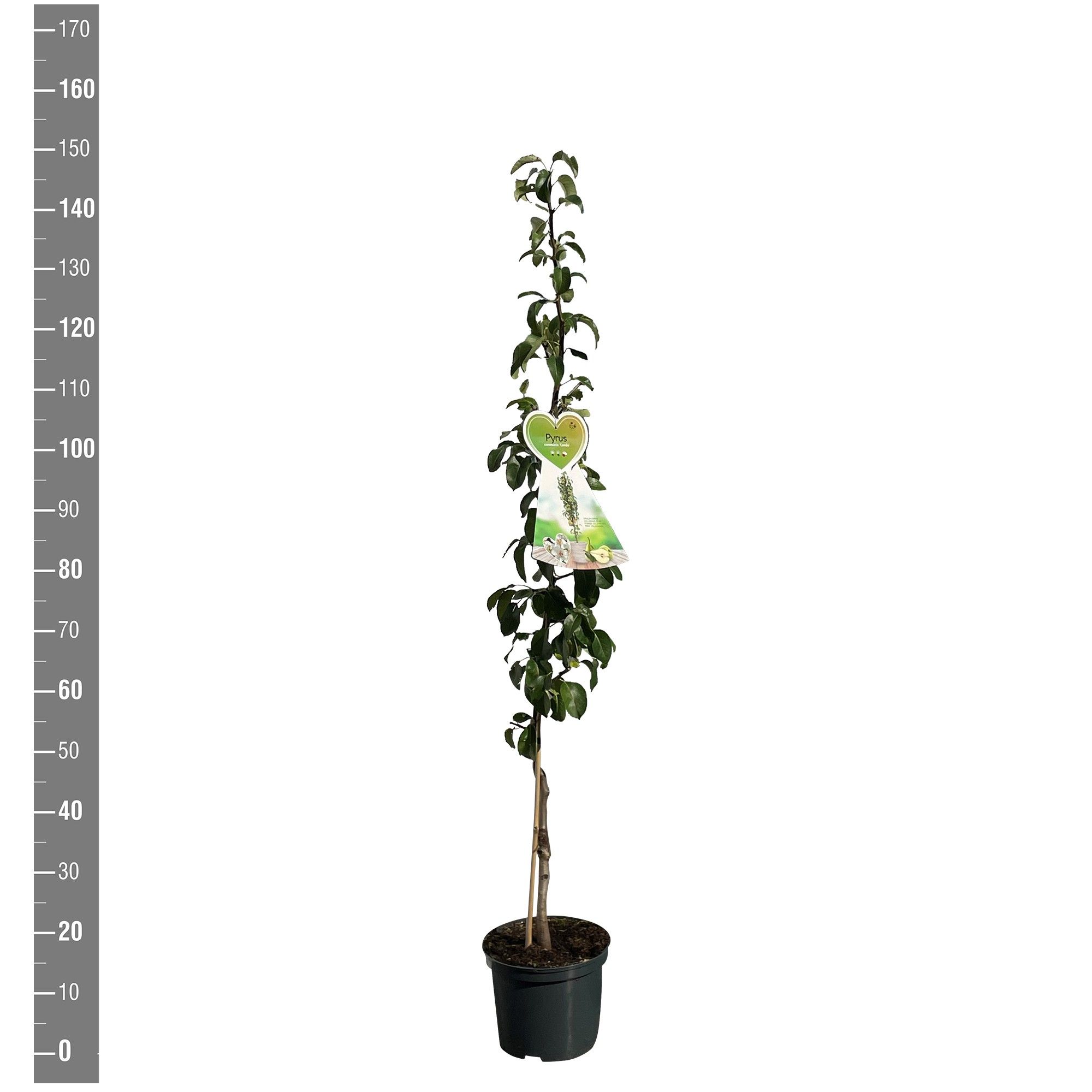 Pyrus c. Condo zuilpeer