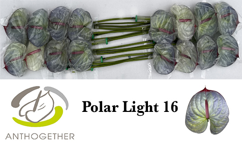 Anth A Klb 'polar Light' H% 16