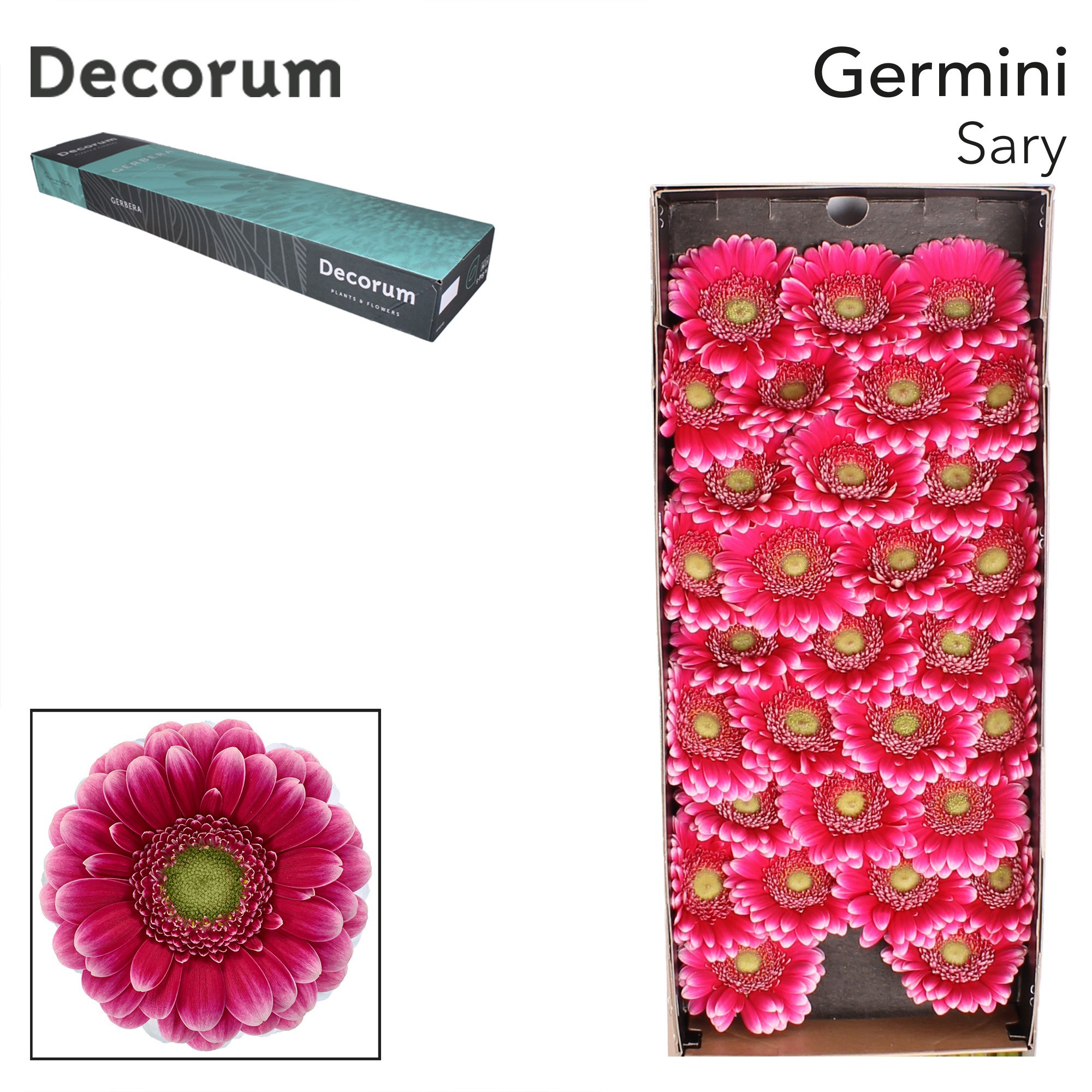 Germini Sary Doos