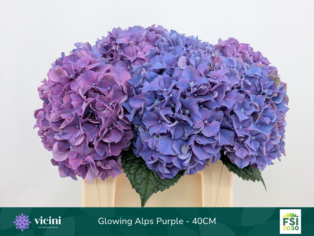 Hydrangea Glowing Alps Purple 40cm 14Ø
