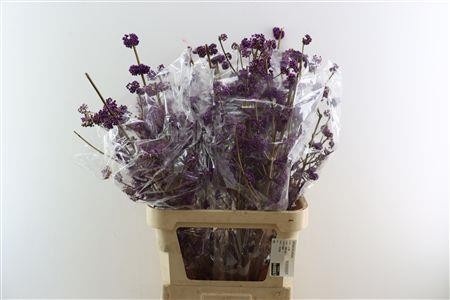 Callicarpa Bod Giraldi(imp) 100cm