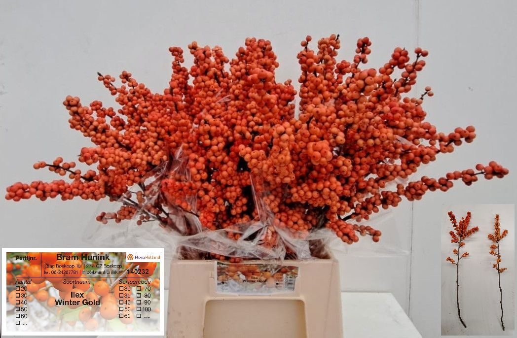 Ilex Winter Gold 50cm