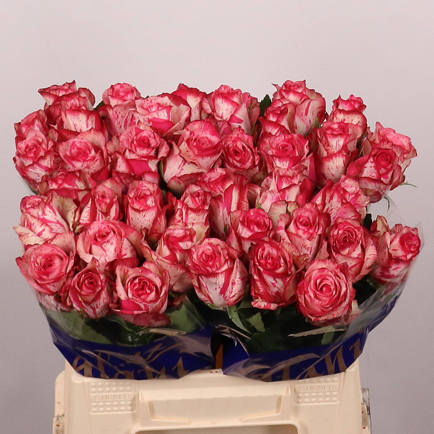 Rosa Barracuda 40cm