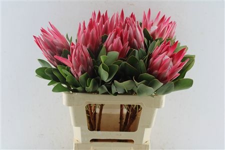 Protea Cy Madiba