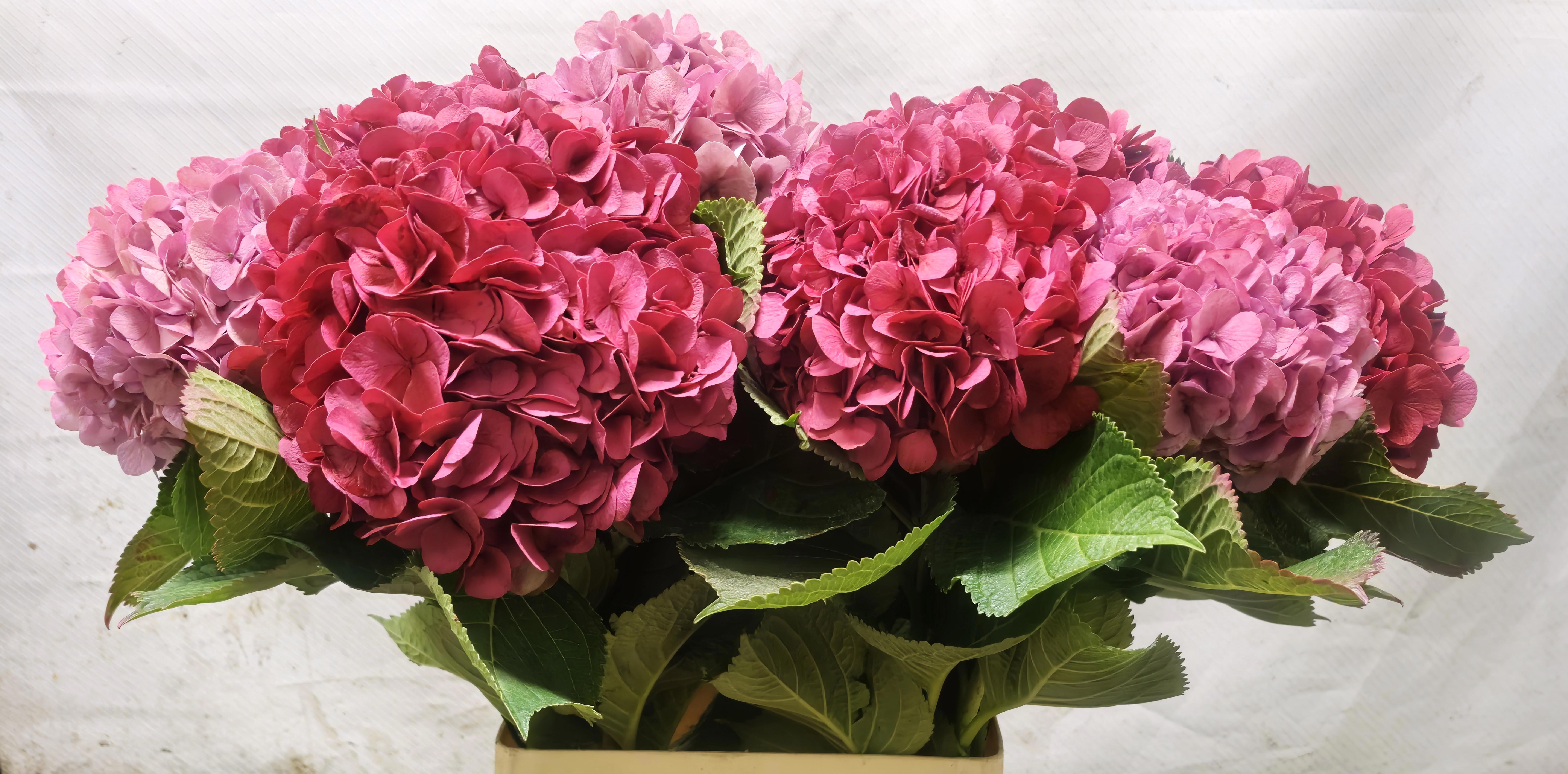 Hydrangea Painted 90cm 20Ø