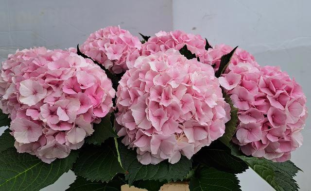 Hydrangea Royal Impress 70cm 19Ø