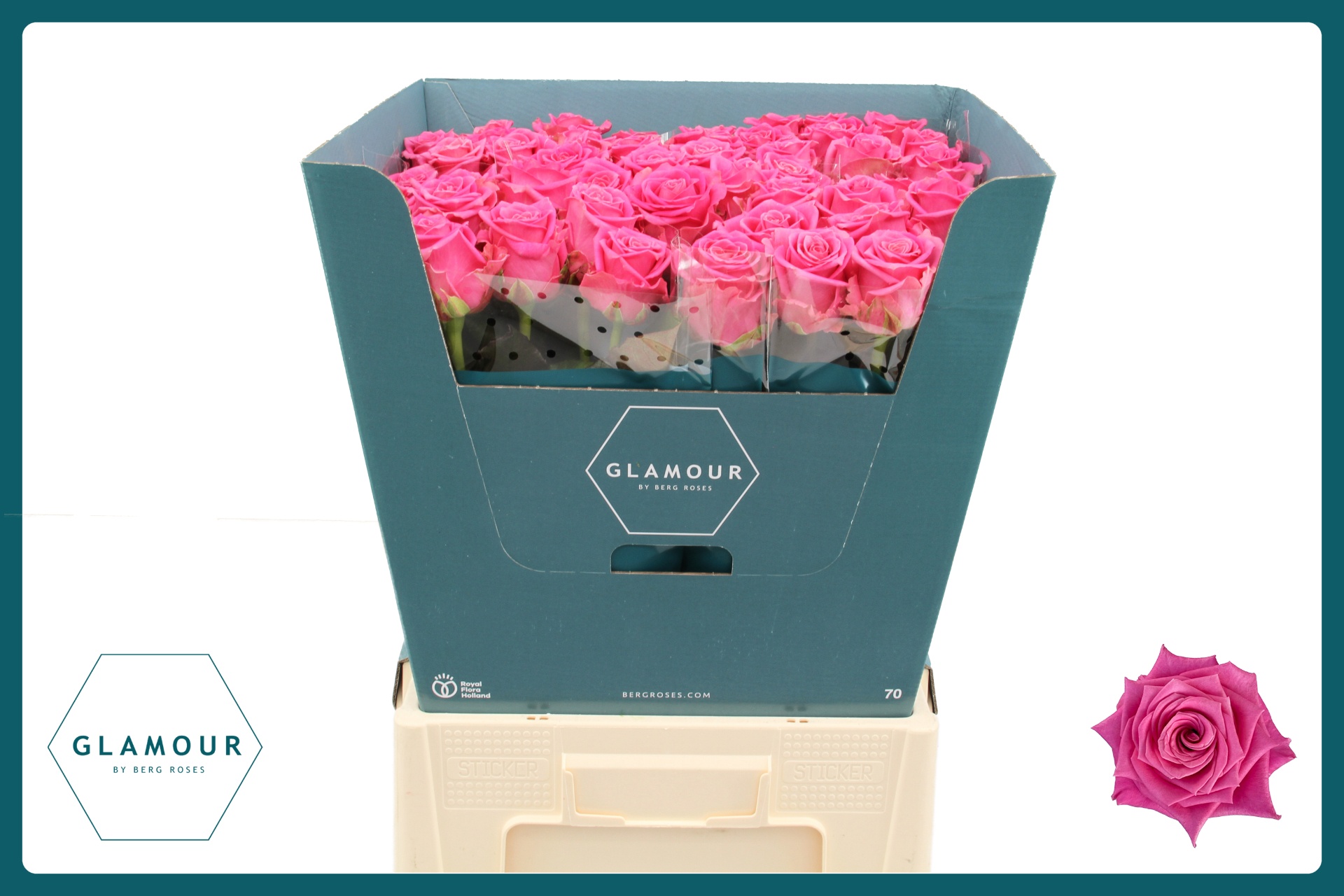Rosa Tan Charlotte 70cm