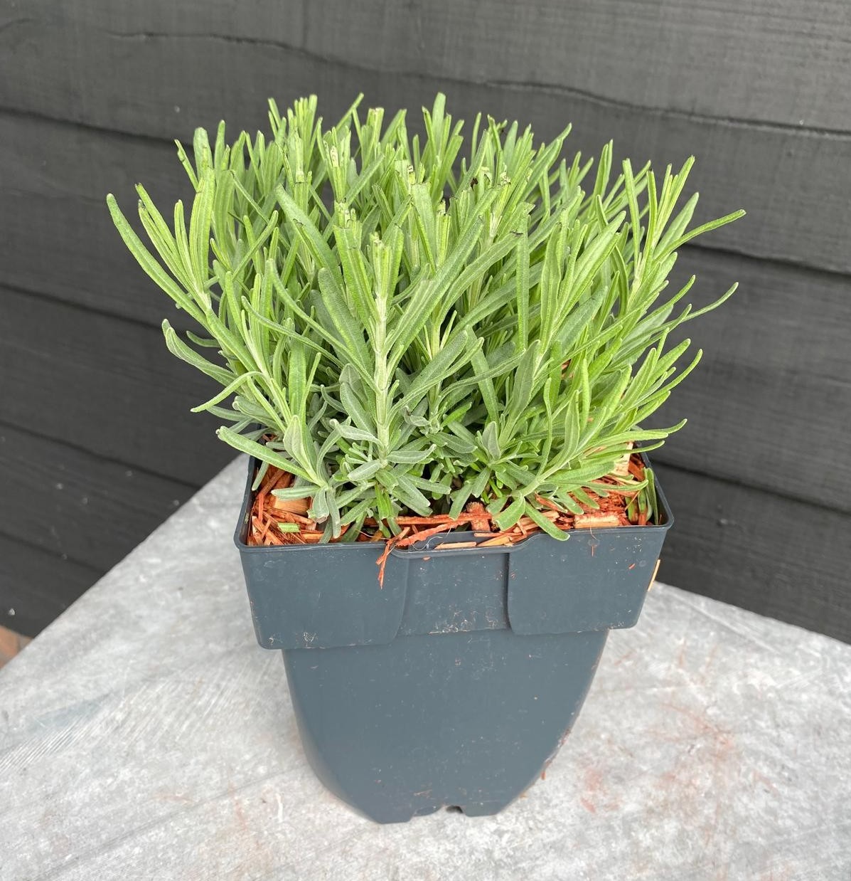 Picture of Lavandula angustifolia 'Hidcote' P17