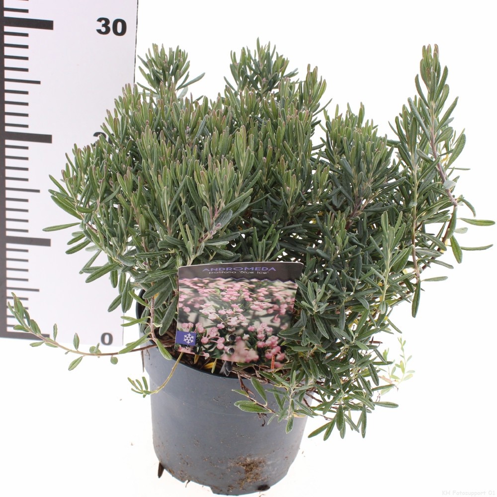 Andromeda polifolia 'Blue Ice'