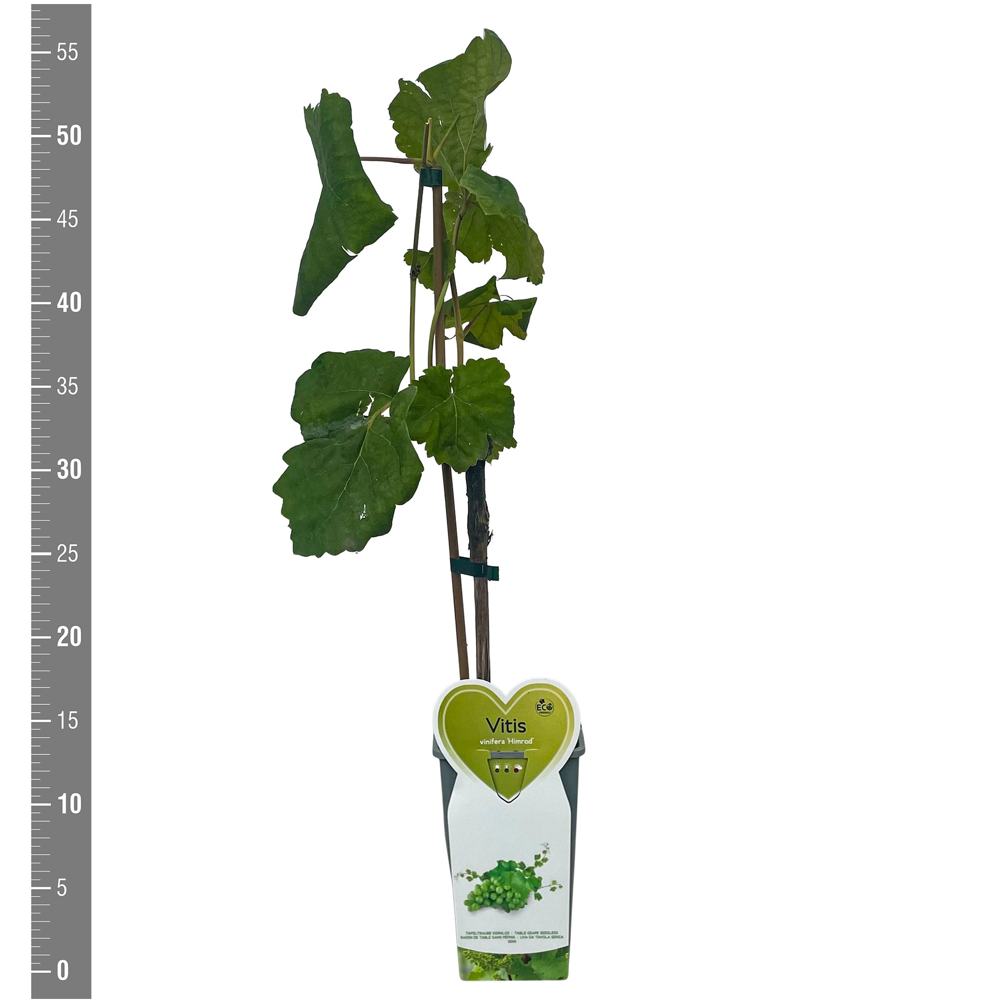 Vitis Kleinfruit Vitis v. 'Himrod' 2 liter (druif wit veredeld)