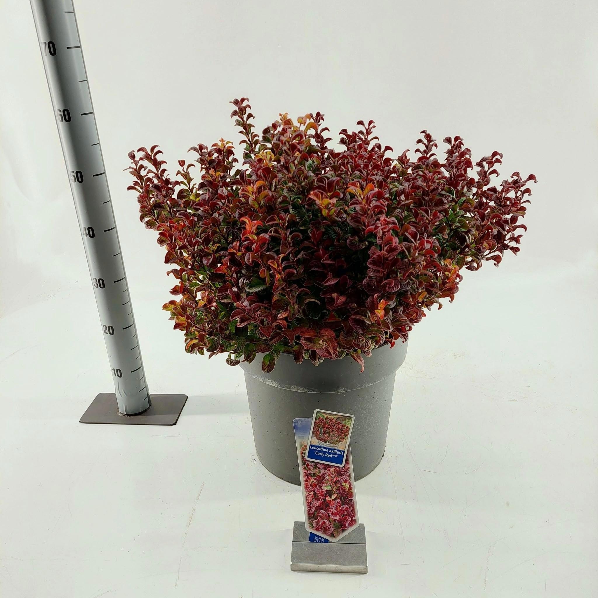 Leucothoe axillaris 'Curly Red'