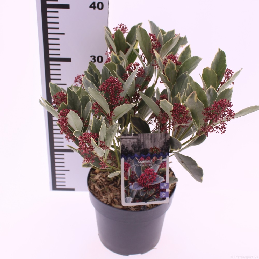 Picture of Skimmia japonica 'perosa'PBR