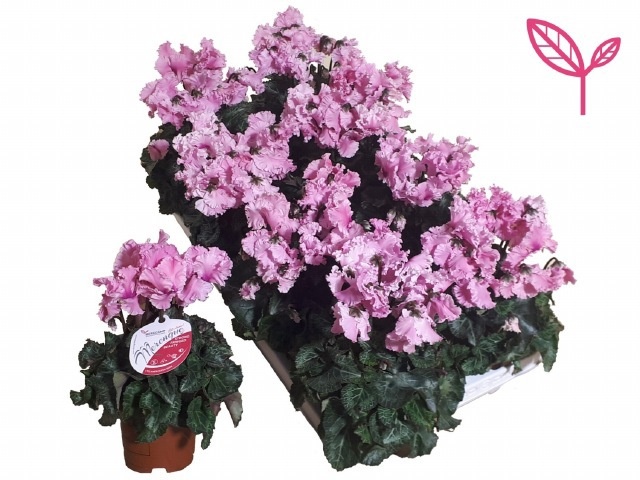 Cycl Md Sup Merengue 510P 25H 20Ø Cm 12bloei