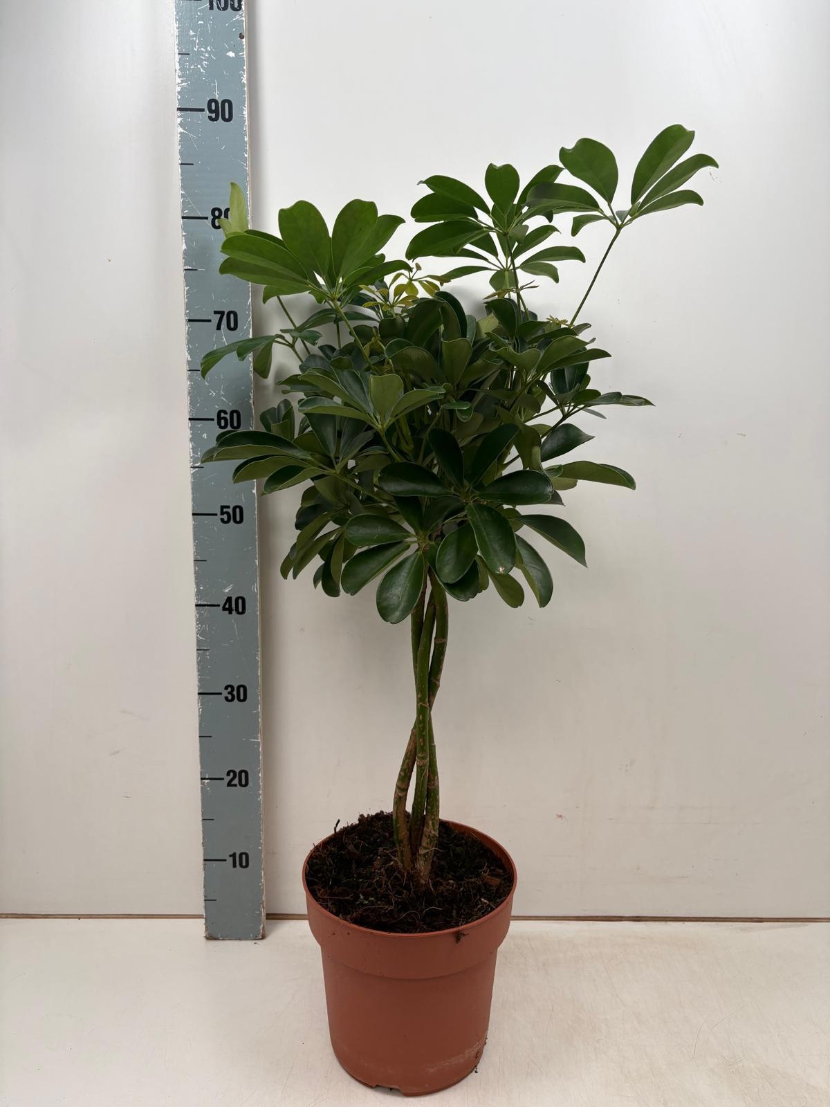 Schef Ar Nora 21Ø 80cm