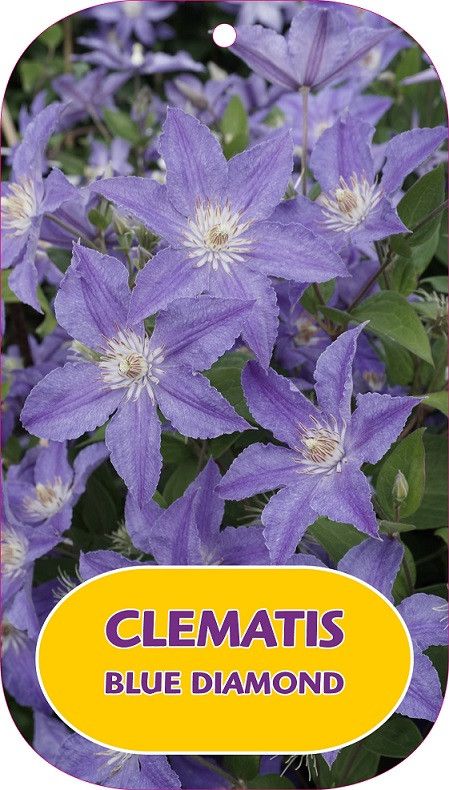 Clematis Blue Diamond ('Zo15269')