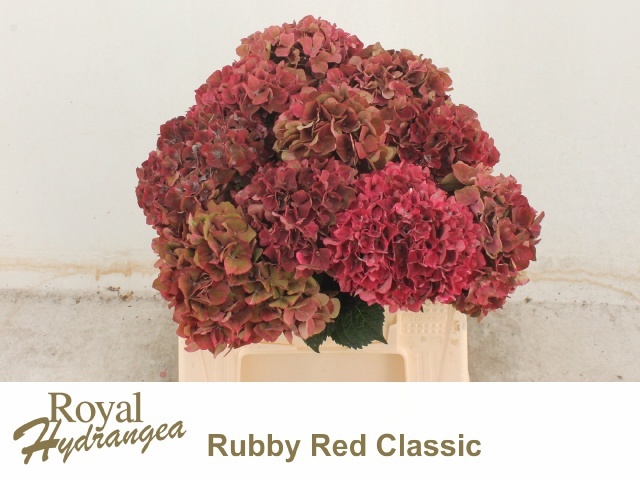 Hydrangea Ruby Red Classic 40cm 13Ø