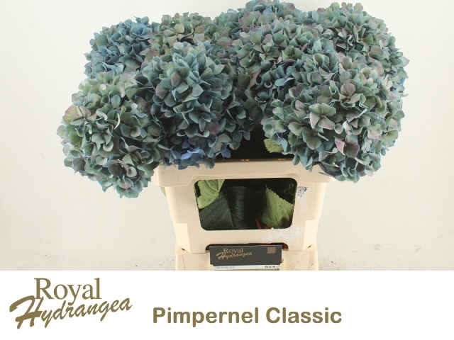 Hydr M Pimpernel Cl