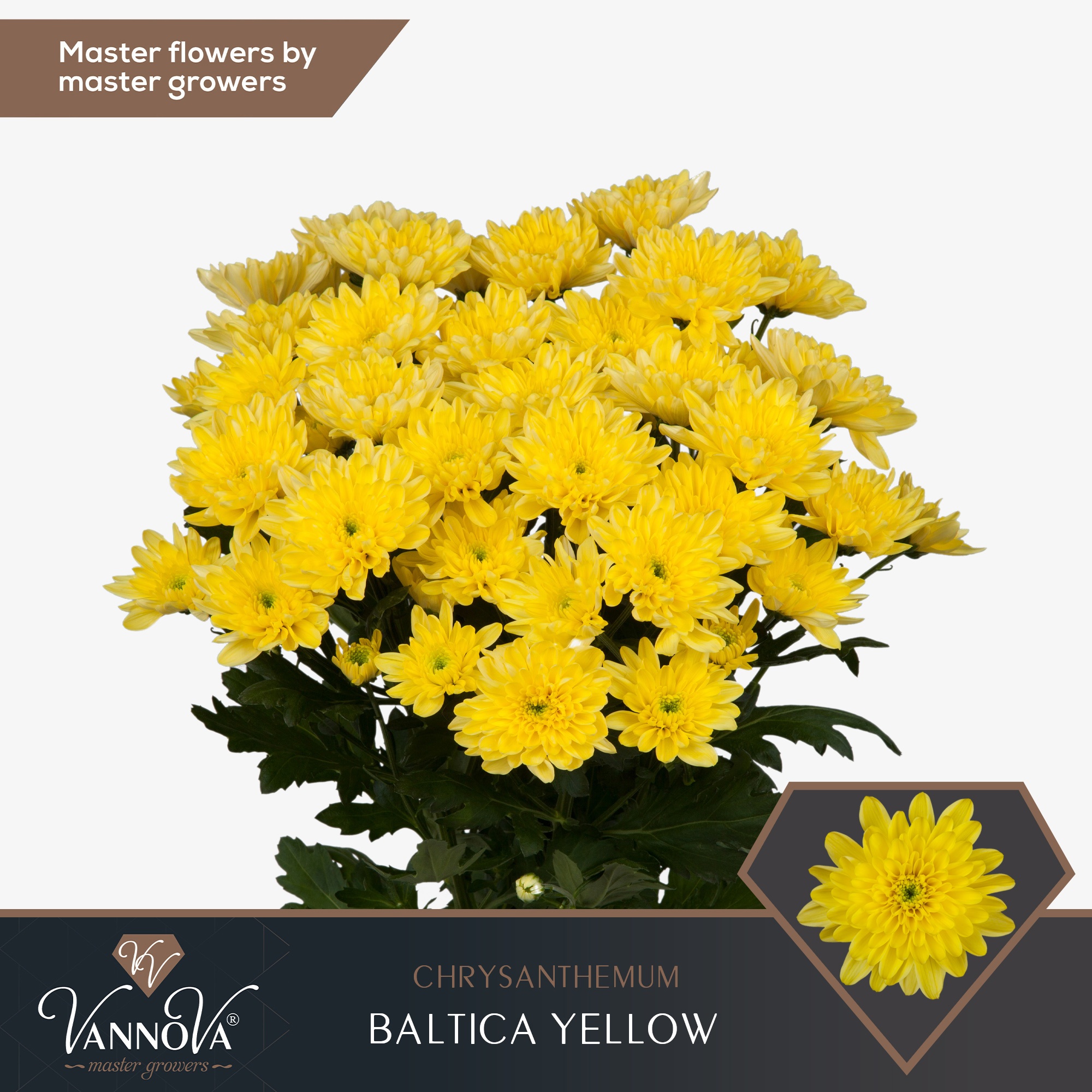 Chrys Spray Baltica Yellow 85gram