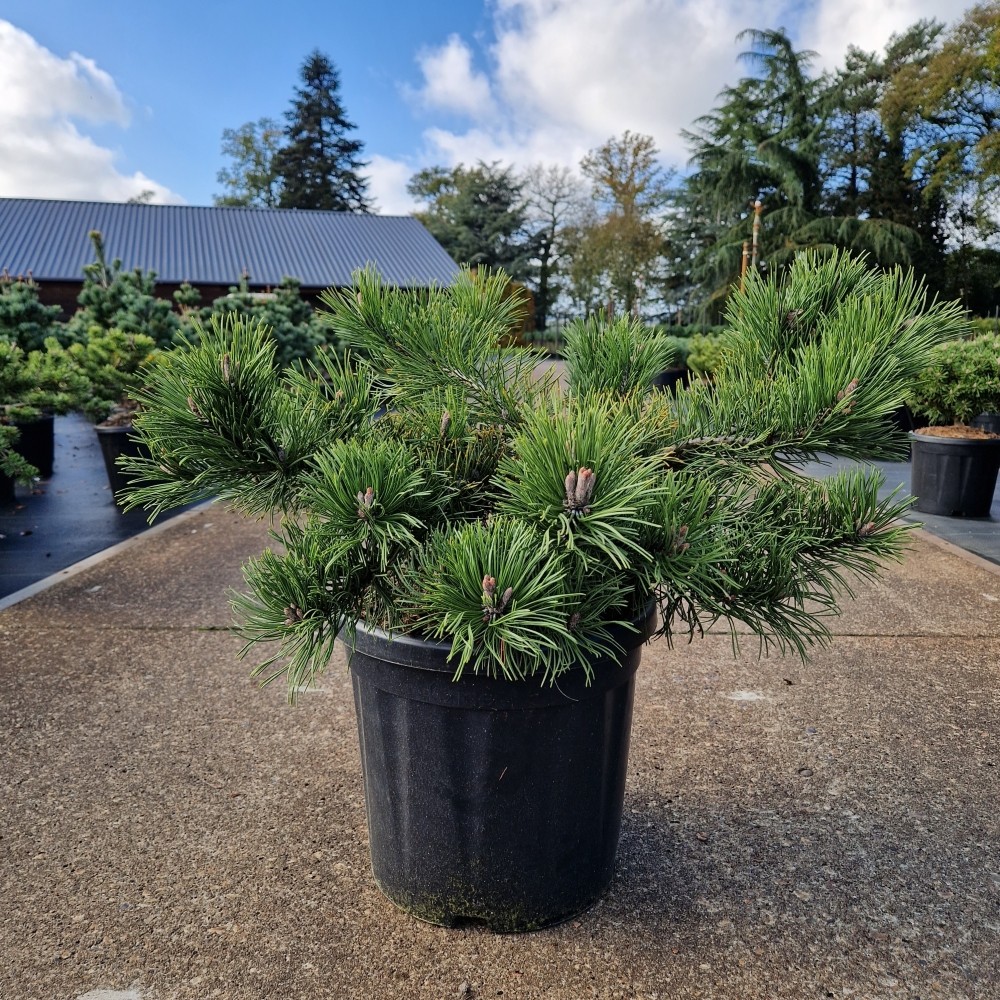 Picture of Pinus mugo Krauskopf C18 (LOOSE)