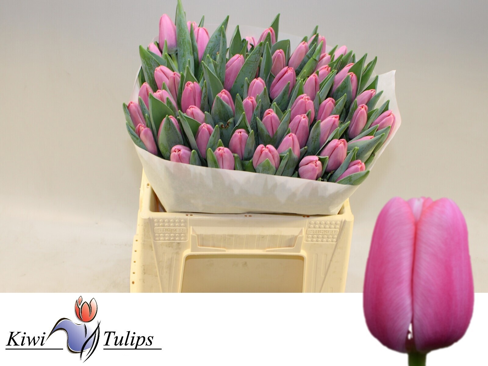 Tulipa Tresor 40cm 42gram