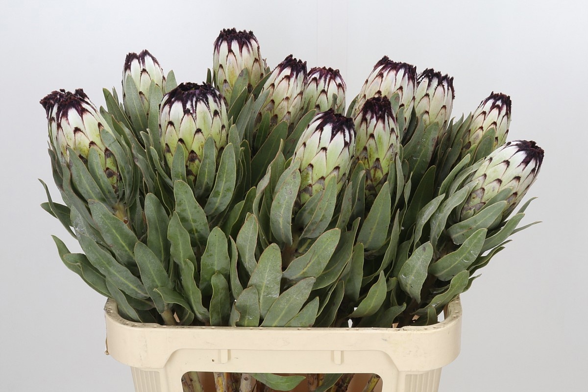 Protea Barb Niobe 80cm