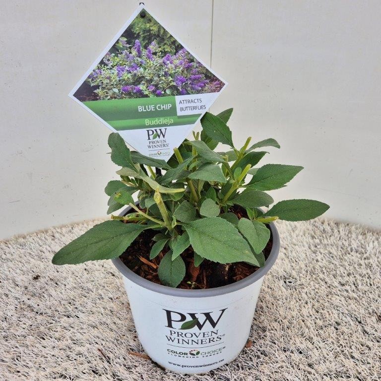Picture of Buddleja 'Blue Chip' ®